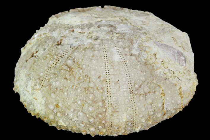 Bargain, Fossil Sea Urchin (Psephechinus) - Morocco #104517